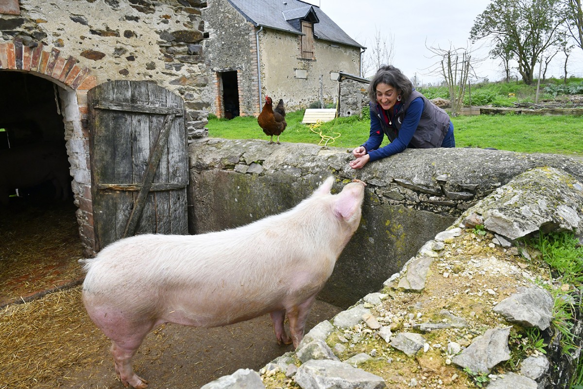 Abattoir blues
