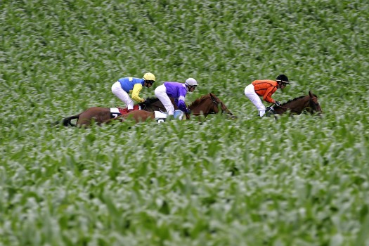 Champs de courses